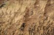 Grass in the wind background texture