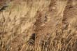 Grass in the wind background texture