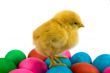 chichen and easter eggs