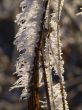 Frost