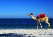 Camel Beach