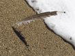 Feather of a bird