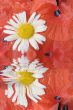 White camomile