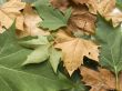 autumn  leaves