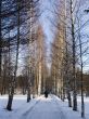 Winter way