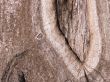 The bark of an Oak tree