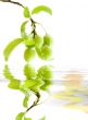 Branch green plums