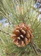 Pine cone on a branch with needles