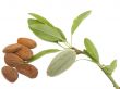 almond