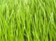 A grass in dew