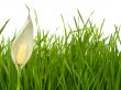Grass and flower