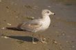 Seagull
