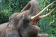 Asian Elephant C