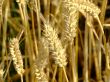 Wheat field