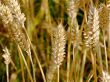 Wheat field