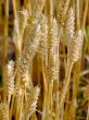 Wheat field