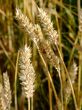 Wheat field