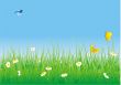 camomiles in green grass