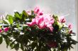 Purple flowers in sunshine at window