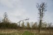 Young forest