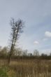 Landscape of young forest