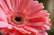 pink gerber with raindrops