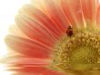 ladybird on gerber daisy with reflection