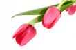 Tulip blooms