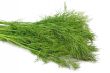 Bunch of Dill