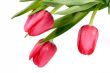 Tulip blossoms