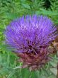 Artichoke
