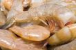 Shrimp