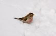 Singing redpoll