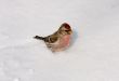 redpoll