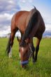 bay horse eat green grass