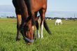 bay and grey beauty horses eat grass at the field