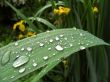 Water droplets on  the iris blade