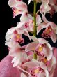 Pink orchid