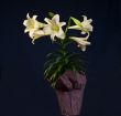Easter Lily