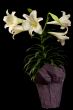 Vertical Easter Lily