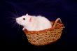 rat in a basket