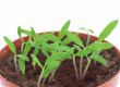 Sprouts