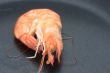 Shrimp on a pan