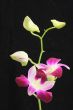 Orchid black