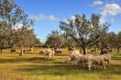 Sheep in olive tree field