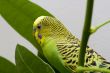 Macro close-up of classic green parakeet