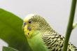Macro close-up of classic green parakeet