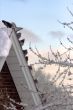 Pigeons on the snow-covered roof