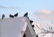 Pigeons on the snow-covered roof