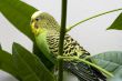 Macro close-up of classic green parakeet